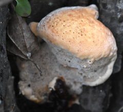 Ganoderma tuberculosum