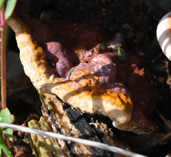 Ganoderma tuberculosum