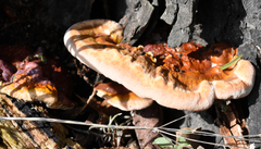 Ganoderma tuberculosum