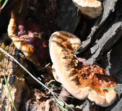 Ganoderma tuberculosum