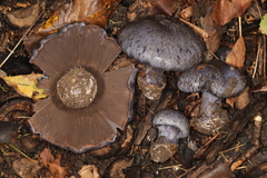 Cortinarius subsolitarius