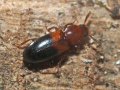 Corticeus bicolor