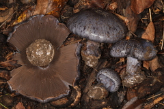 Cortinarius subsolitarius