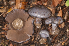 Cortinarius subsolitarius