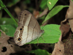 Euptychoides laccine