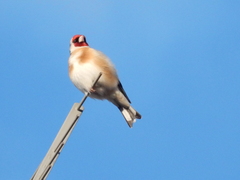 Carduelis carduelis