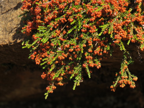 Image of Erica oliveranthus by (c) Jeremy Gilmore, some rights reserved (CC BY)