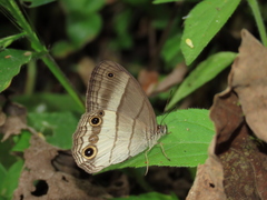 Euptychoides laccine