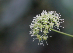 Eleutherococcus trifoliatus