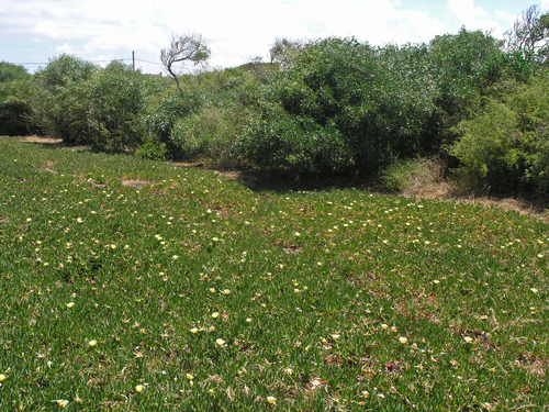 Carpobrotus image