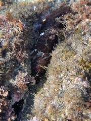 Holothuria poli
