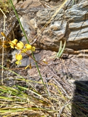 Bulbine succulenta