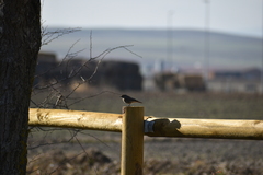 Phoenicurus ochruros