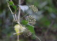 Eleutherococcus trifoliatus