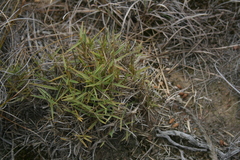 Urochloa serrata