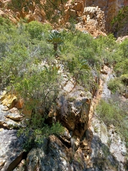 Encephalartos longifolius