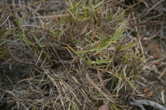 Urochloa serrata