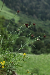 Dianthus capitatus