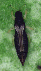 Heliothrips haemorrhoidalis