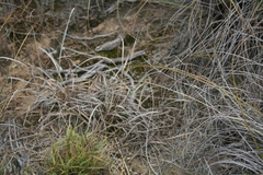Urochloa serrata