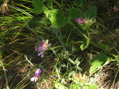 Pelargonium vitifolium