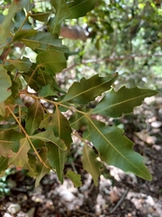 Smelophyllum capense