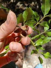 Smelophyllum capense