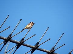 Carduelis carduelis