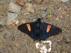Mimoniades nurscia