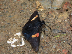 Mimoniades nurscia