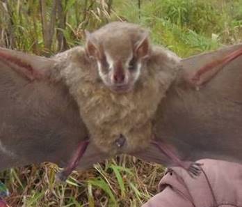 Silver Fruit-eating Bat from Chitaraque on January 28, 2014 by ...