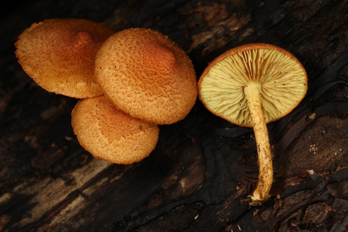 Pleuroflammula subsulphurea (Photo 3 of 4)
