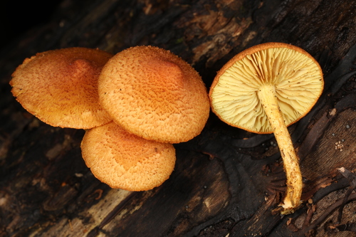 Pleuroflammula subsulphurea (Photo 4 of 4)