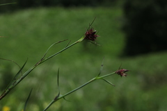 Dianthus capitatus