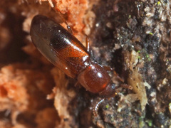 Corticeus bicolor