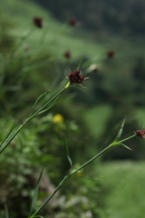 Dianthus capitatus