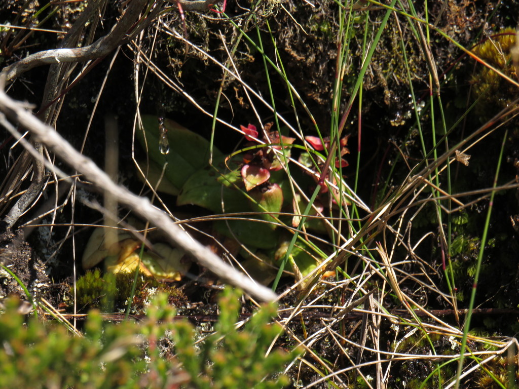Satyrium bracteatum