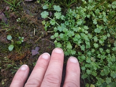 Ranunculus parviflorus