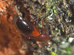 Corticeus bicolor