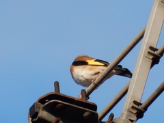 Carduelis carduelis