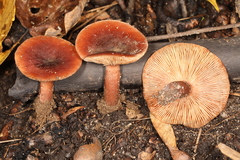 Lactarius mutabilis