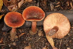Lactarius mutabilis