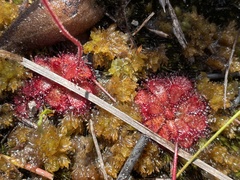 Sphagnum perichaetiale