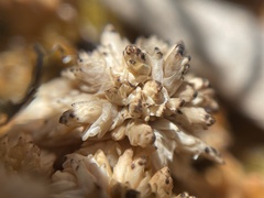 Sphagnum perichaetiale