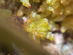 Sphagnum perichaetiale