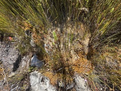 Sphagnum perichaetiale