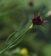 Dianthus capitatus