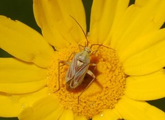 Calocoris roseomaculatus