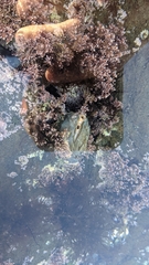 Pseudochama exogyra