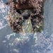 Pseudochama exogyra
